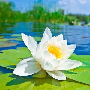 Meet your Posher, Kada